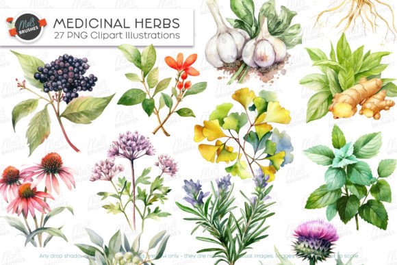 27 Medicinal Herbs Watercolour Clipart Review