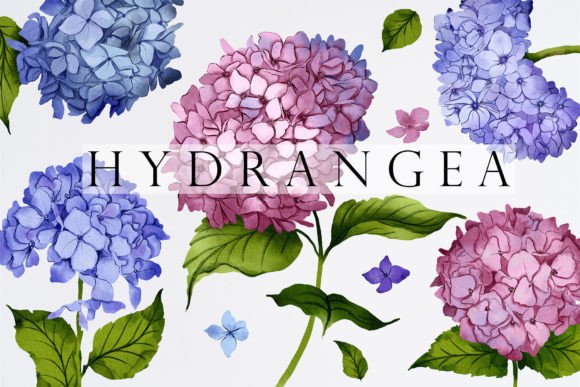 Hydrangea Watercolor Illustrations