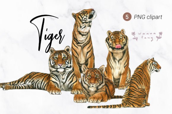 Tiger Watercolor Animal Clipart, PNG: Illustrations for Branding