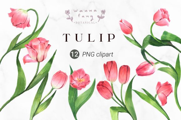 Tulip Flower Watercolor Clipart PNG Illustrations