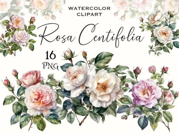 Watercolor White Wild Rose Clipart: Illustrations for Branding
